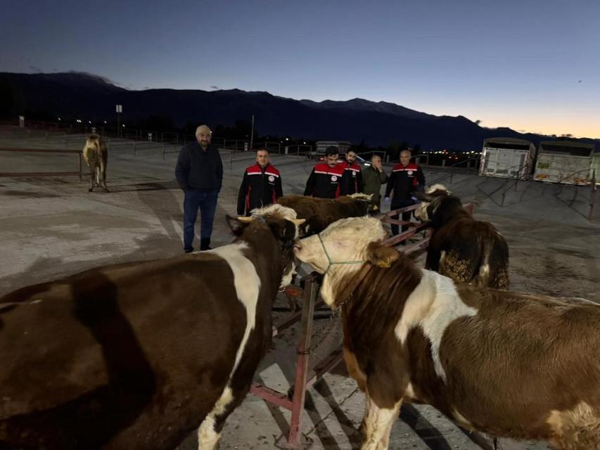 Hayvan pazarı yeniden açıldı