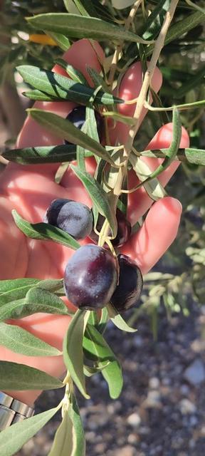 Aydın'da zeytin bahçelerinde zararlı kontrolleri yapıldı