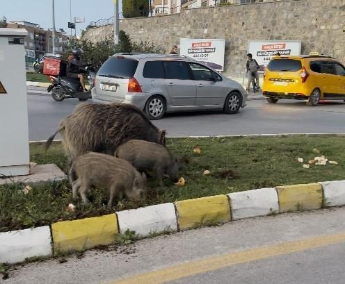 Aydın'da yaban domuzlarını besleyen 3 kişiye para cezası