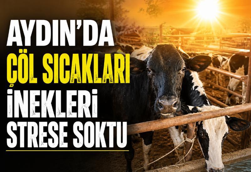 Aydın'da çöl sıcakları inekleri strese soktu