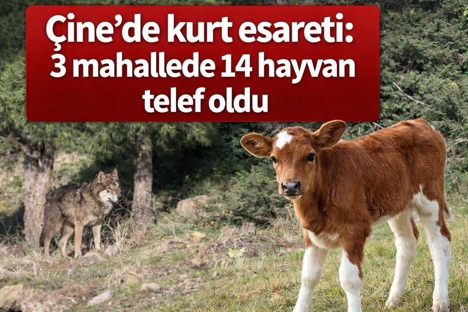 Çine’de kurt esareti: 3 mahallede 14 hayvan telef oldu