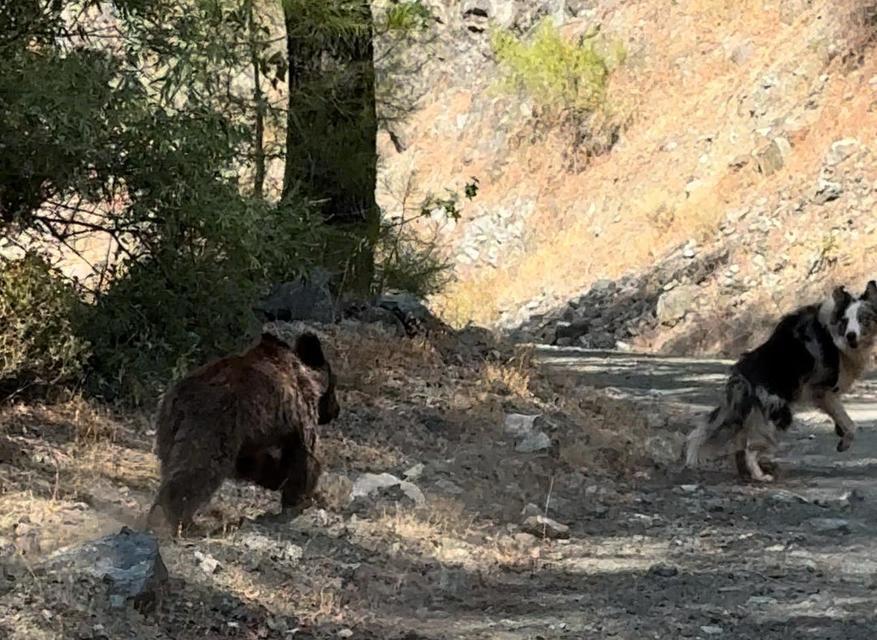 KÖPEĞİ İLE GEZERKEN YAVRU AYI İLE KARŞILAŞTI