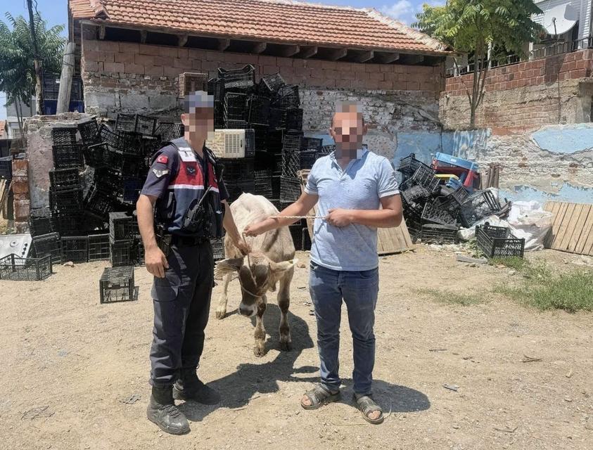 Aydın’da ahırdan çalınan büyükbaş hayvan bulundu