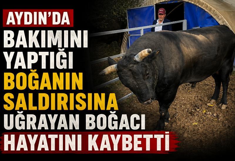 Aydın'da bakımını yaptığı boğanın saldırısına uğrayan boğacı hayatını kaybetti