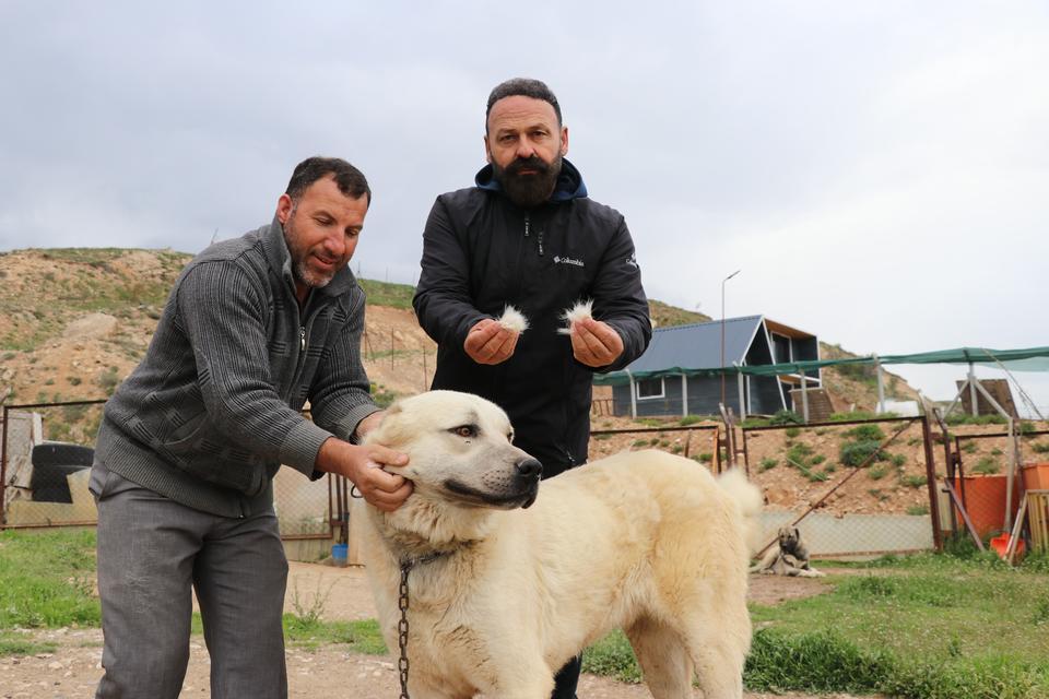 DEĞİŞKEN HAVALAR ANADOLU ASLANLARINI DEPRESYONA SOKTU