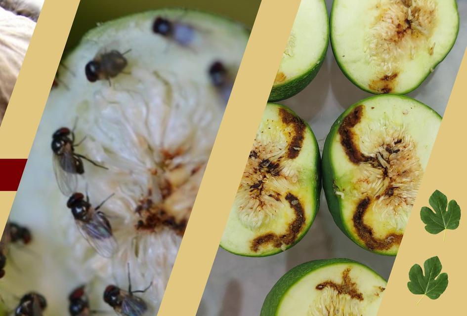 Aydın’da siyah sinek alarmı