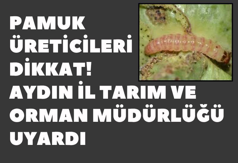 Pamuk üreticileri dikkat! Aydın İl Tarım ve Orman Müdürlüğü uyardı