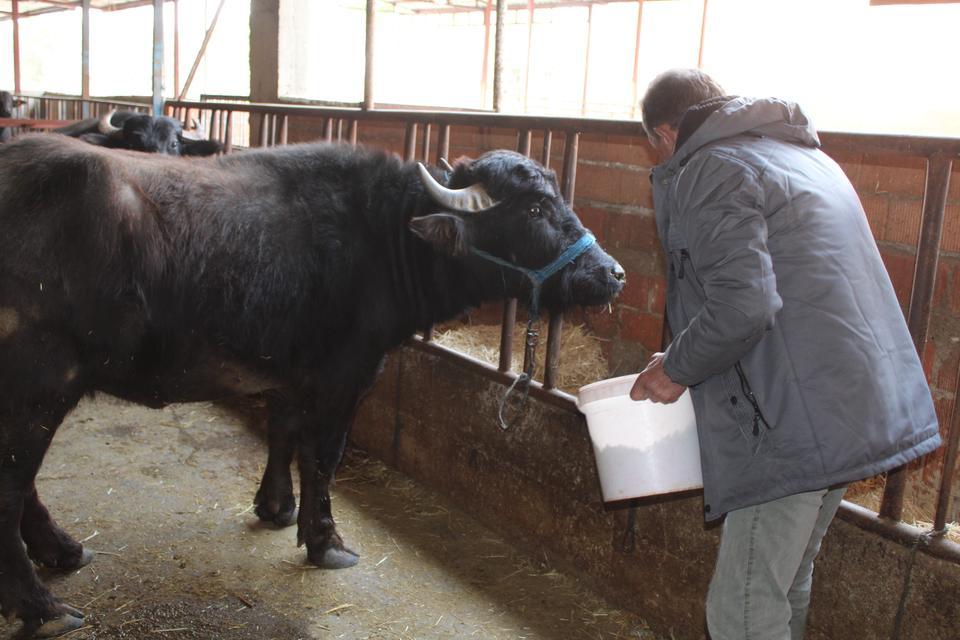 KAYMAK TALEBİ ÇOK, YETERLİ MANDA YOK BOZDOĞAN'IN MANDA KAYMAĞI İLGİ GÖRÜYOR