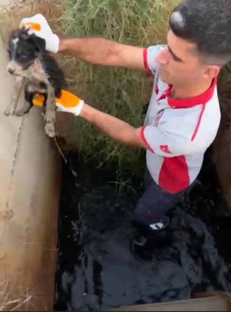 Atık su kuyusunda mahsur kalan 2 yavru köpek kurtarıldı