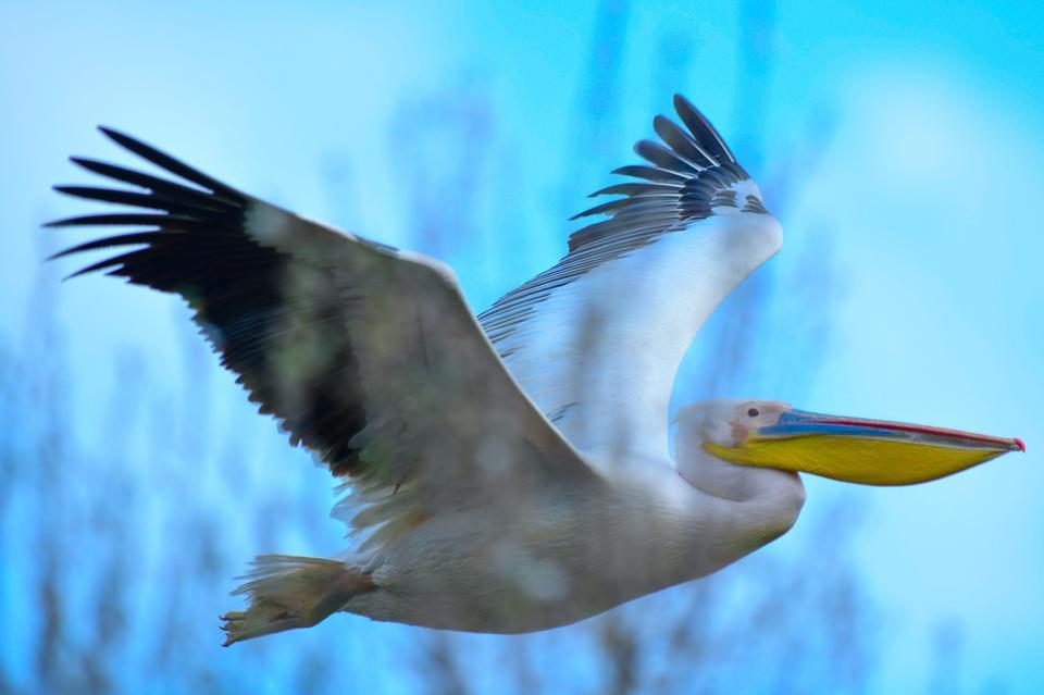 GÖÇ YOLUNDAKİ PELİKAN SÜRÜSÜNÜN BURSA MOLASI