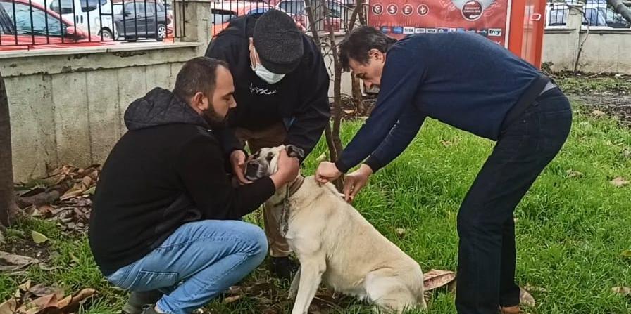 Muğla'da yasaklı ırklardaki 1075 köpek kayıt altına alındı