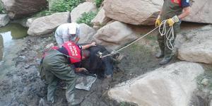 Muğla'nın Yatağan ilçesinde bataklığa düşen inek, itfaiye ekipleri tarafından kurtarıldı. ( Muğla İtfaiyesi - Anadolu Ajansı )
