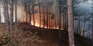 İzmir'in Ödemiş ilçesinde orman yangını çıktı